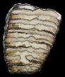 Polished Mammoth Molar Section - North Sea Deposits #44102-1